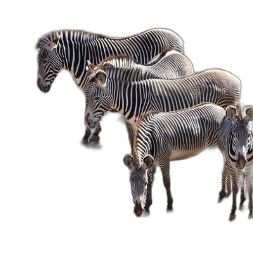 animal, creature, furniture, jewelry transparent PNG cut-out