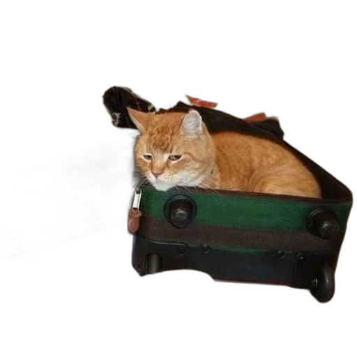 animal, staff, car, ginger transparent PNG cut-out