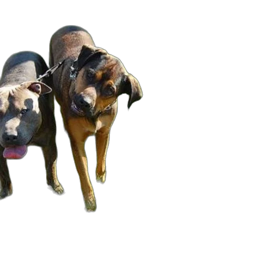 animal, mask, creature, 3d render transparent PNG cut-out