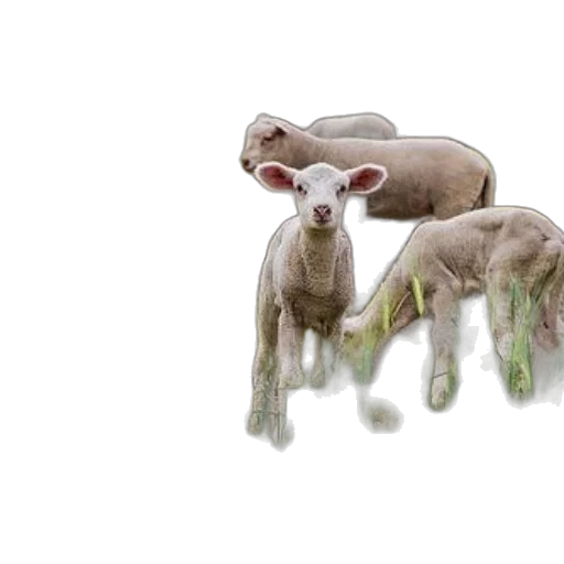 animal, 3d render, concept art, photorealistic transparent PNG cut-out