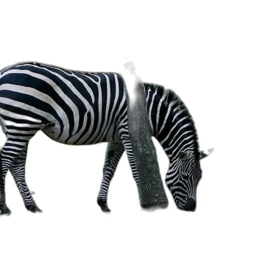 animal, shoes, creature, furniture transparent PNG cut-out