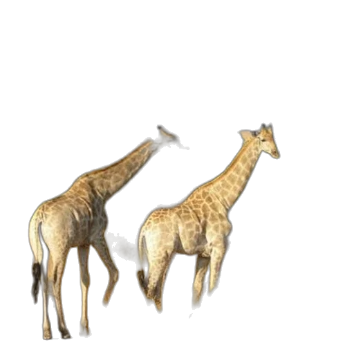 animal, jewelry, creature, staff transparent PNG cut-out