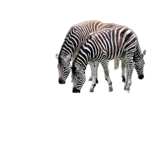 animal, creature, hat, hair transparent PNG cut-out