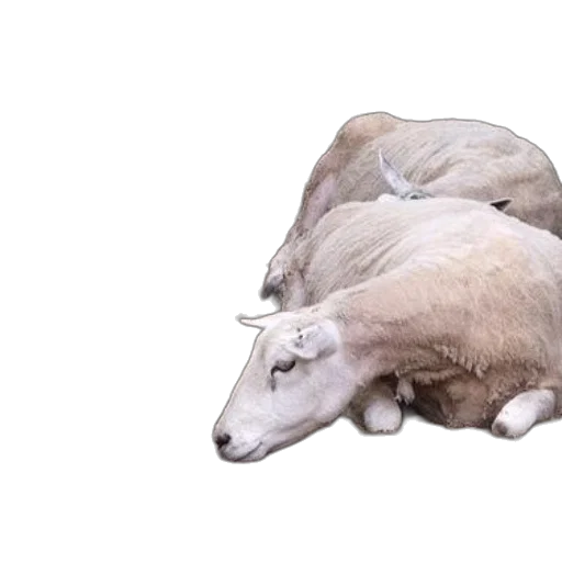 animal, hat, creature, furniture transparent PNG cut-out