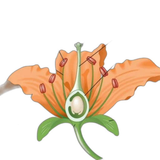 flower, jewelry, crown, staff transparent PNG cut-out