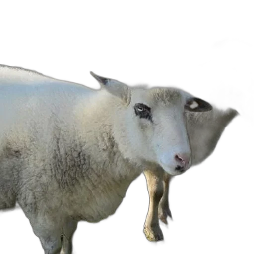 animal, creature, face, food transparent PNG cut-out