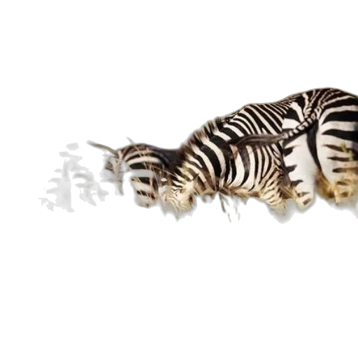 animal, creature, hair, jewelry transparent PNG cut-out
