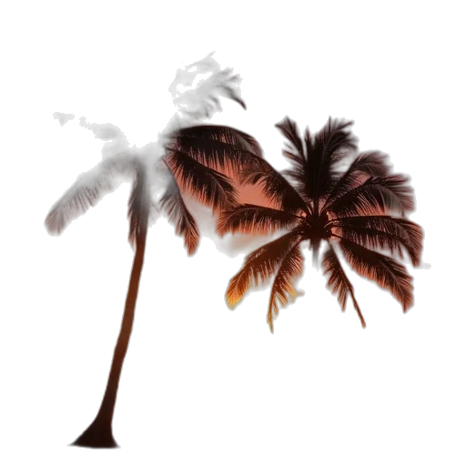 umbrella, hair, tree, staff transparent PNG cut-out