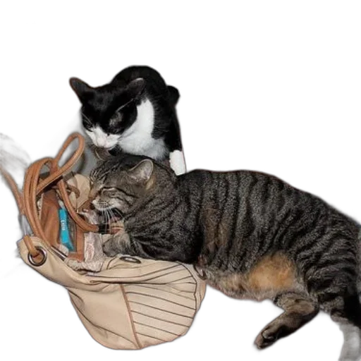 hat, animal, food, staff transparent PNG cut-out