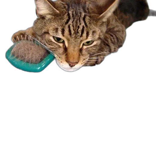 animal, shoes, creature, food transparent PNG cut-out