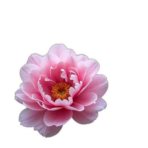 flower, crown, jewelry, staff transparent PNG cut-out