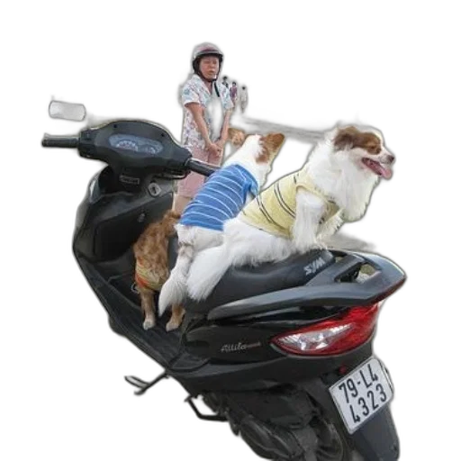animal, car, jacket, photorealistic transparent PNG cut-out