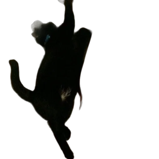 animal, creature, staff, dragon transparent PNG cut-out