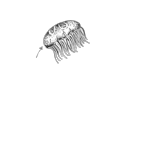 hair, creature, animal, hat transparent PNG cut-out