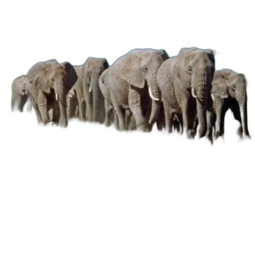 animal, creature, staff, furniture transparent PNG cut-out