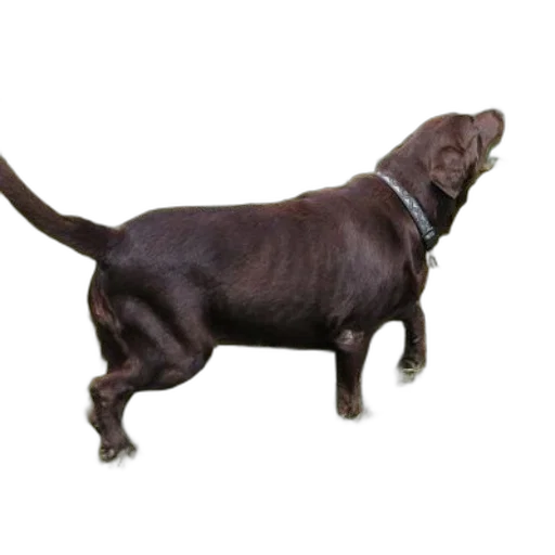 animal, staff, creature, jewelry transparent PNG cut-out