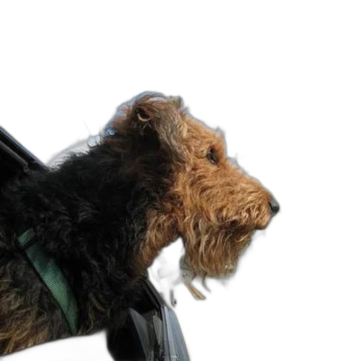 animal, staff, hair, creature transparent PNG cut-out