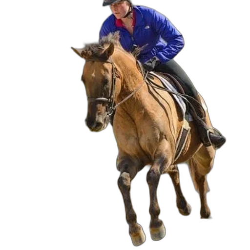 jacket, animal, staff, hat transparent PNG cut-out