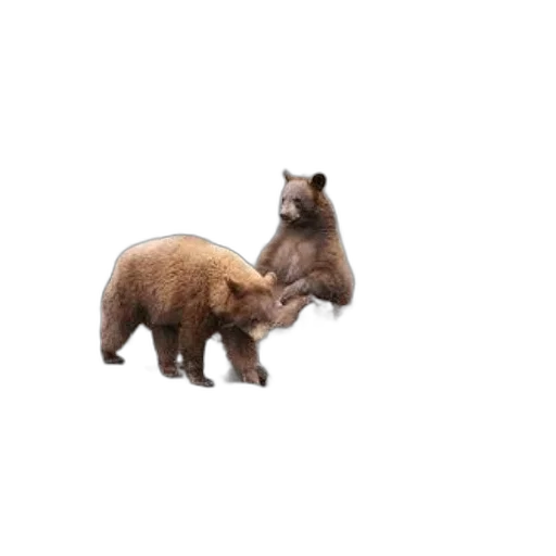 animal, creature, hair, furniture transparent PNG cut-out