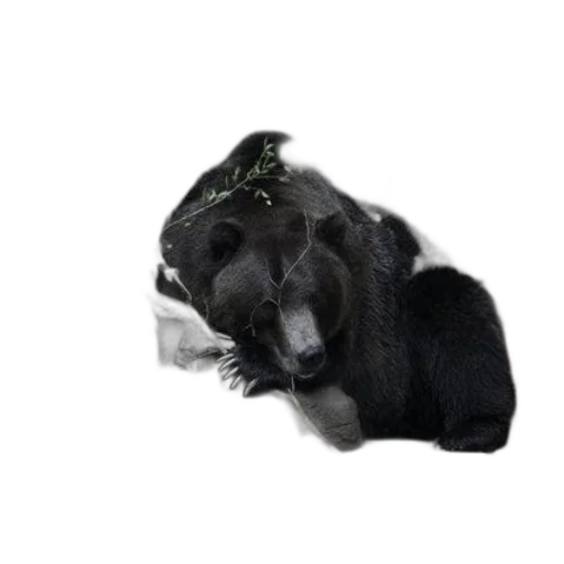 animal, creature, hair, staff transparent PNG cut-out