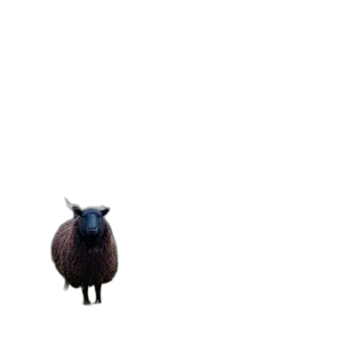animal, creature, hat, hair transparent PNG cut-out