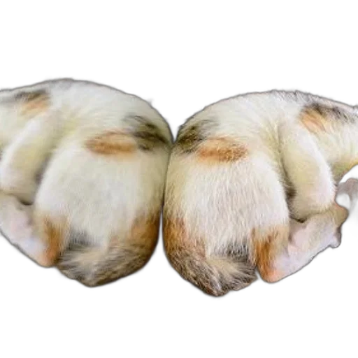 jacket, hair, animal, hat transparent PNG cut-out