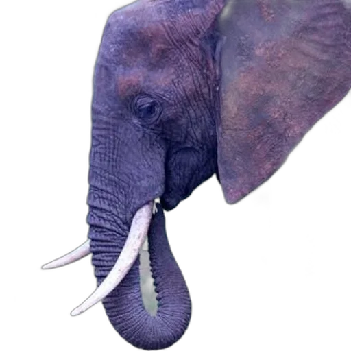 animal, hat, creature, staff transparent PNG cut-out
