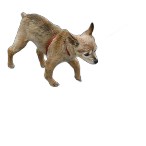 animal, creature, staff, weapon transparent PNG cut-out