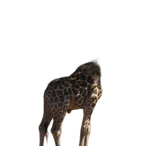 animal, creature, staff, hat transparent PNG cut-out