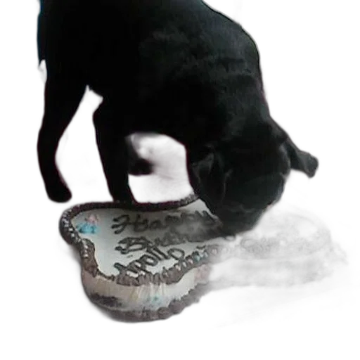 animal, creature, food, shoes transparent PNG cut-out