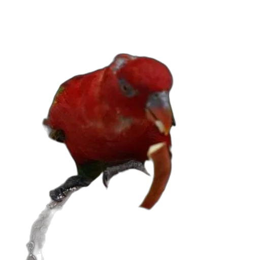 animal, creature, weapon, staff transparent PNG cut-out