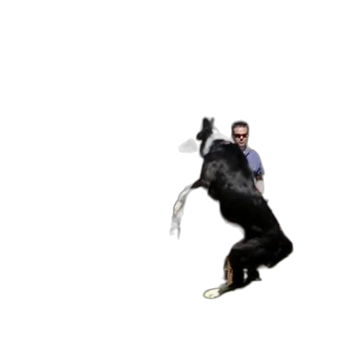 animal, creature, dragon, staff transparent PNG cut-out