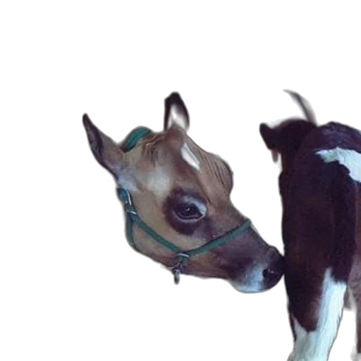 animal, staff, creature, mask transparent PNG cut-out