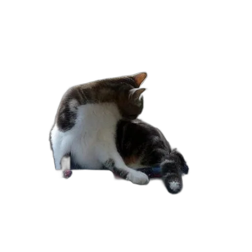 animal, weapon, shoes, creature transparent PNG cut-out