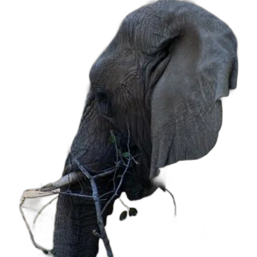 mask, staff, animal, hat transparent PNG cut-out