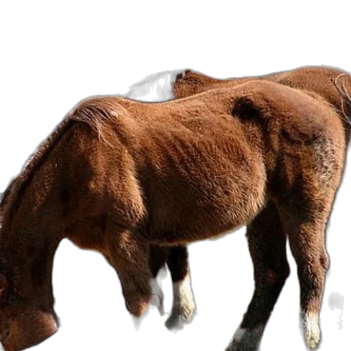 animal, creature, hair, weapon transparent PNG cut-out
