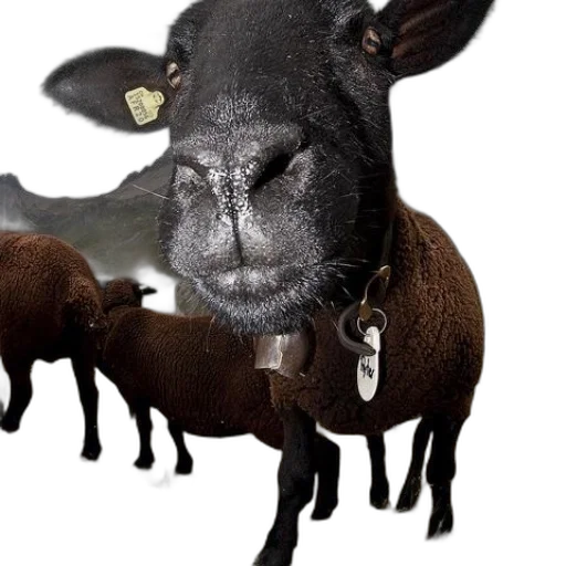 animal, mask, face, creature transparent PNG cut-out