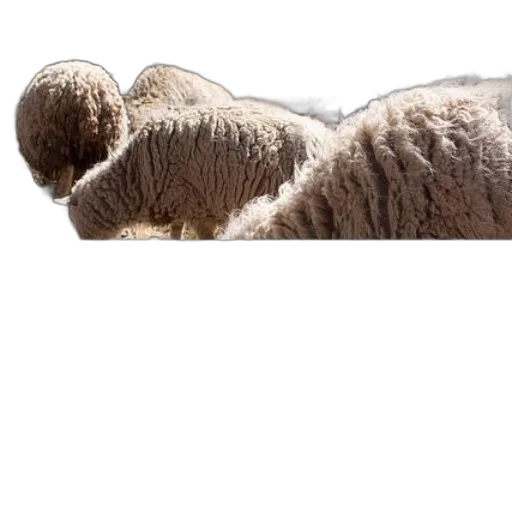 animal, hair, staff, creature transparent PNG cut-out