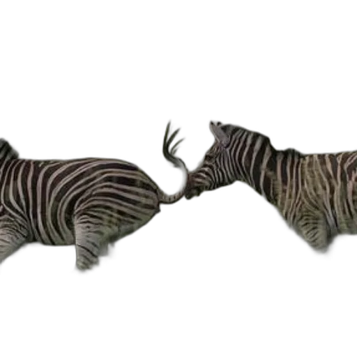 animal, creature, jewelry, 3d render transparent PNG cut-out