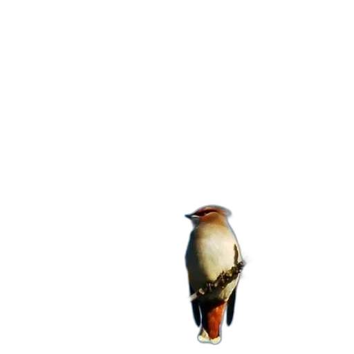 animal, staff, robot, creature transparent PNG cut-out