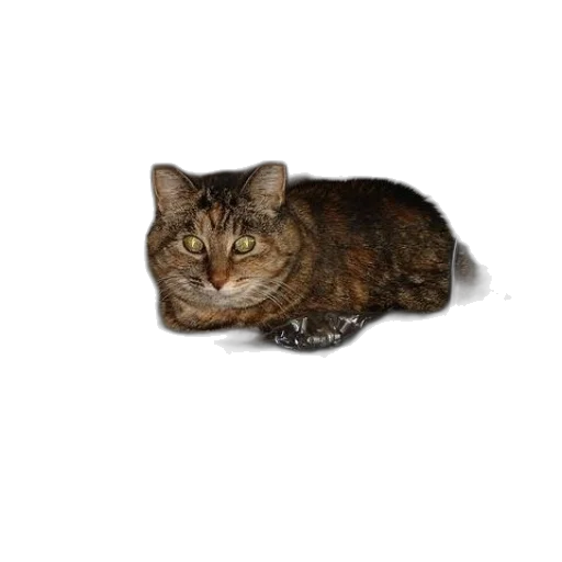 animal, creature, face, staff transparent PNG cut-out