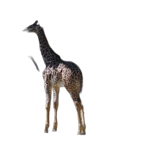animal, creature, staff, weapon transparent PNG cut-out