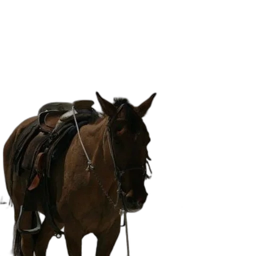 animal, staff, hat, weapon transparent PNG cut-out