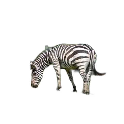 animal, creature, furniture, jewelry transparent PNG cut-out