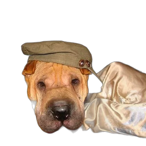 hat, animal, jacket, creature transparent PNG cut-out