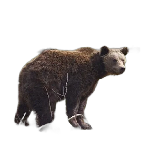 animal, creature, staff, hair transparent PNG cut-out