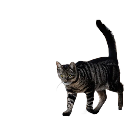 animal, staff, creature, weapon transparent PNG cut-out