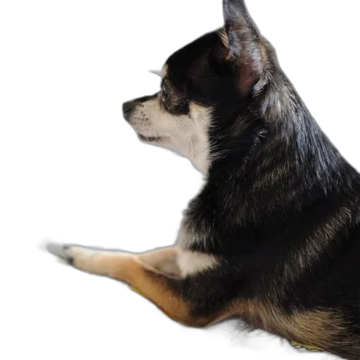 animal, staff, creature, photorealistic transparent PNG cut-out