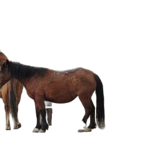 animal, furniture, hair, creature transparent PNG cut-out