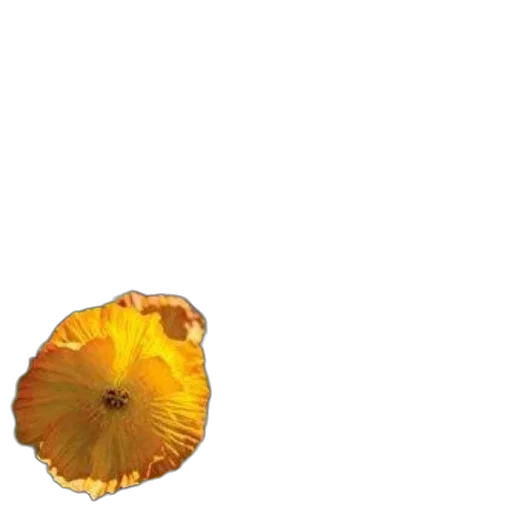 flower, crown, food, umbrella transparent PNG cut-out